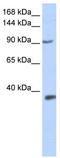 HLF antibody, TA330214, Origene, Western Blot image 