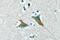 Dual specificity protein phosphatase 1 antibody, LS-C176542, Lifespan Biosciences, Immunohistochemistry paraffin image 