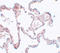 Putative pleckstrin homology domain-containing family M member 1P antibody, A07959, Boster Biological Technology, Immunohistochemistry frozen image 