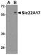 Solute Carrier Family 22 Member 17 antibody, NBP1-76918, Novus Biologicals, Western Blot image 
