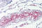 ETS Homologous Factor antibody, ARP36843_P050, Aviva Systems Biology, Immunohistochemistry paraffin image 