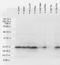 Heat Shock Protein Family B (Small) Member 1 antibody, TA326365, Origene, Western Blot image 