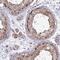 SPY1 antibody, HPA051369, Atlas Antibodies, Immunohistochemistry paraffin image 