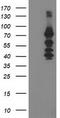 Katanin p80 WD40-containing subunit B1 antibody, TA503807S, Origene, Western Blot image 