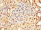 Lysyl Oxidase antibody, CSB-PA16909A0Rb, Cusabio, Immunohistochemistry frozen image 