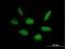 Rap guanine nucleotide exchange factor 5 antibody, H00009771-B01P, Novus Biologicals, Immunocytochemistry image 