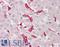 Vasodilator Stimulated Phosphoprotein antibody, LS-B8748, Lifespan Biosciences, Immunohistochemistry frozen image 