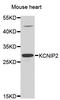 Potassium Voltage-Gated Channel Interacting Protein 2 antibody, orb247804, Biorbyt, Western Blot image 