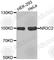Nuclear Receptor Subfamily 3 Group C Member 2 antibody, A3308, ABclonal Technology, Western Blot image 