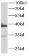Aldolase, Fructose-Bisphosphate A antibody, FNab00301, FineTest, Western Blot image 