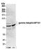 AP-1 complex subunit gamma-1 antibody, A304-771A, Bethyl Labs, Western Blot image 