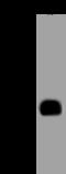 Myelin-oligodendrocyte glycoprotein antibody, 51046-T60, Sino Biological, Western Blot image 