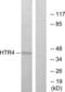 5-Hydroxytryptamine Receptor 4 antibody, LS-C120546, Lifespan Biosciences, Western Blot image 