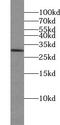 Uroporphyrinogen III Synthase antibody, FNab09295, FineTest, Western Blot image 