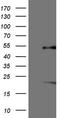 Nuclear Receptor Subfamily 5 Group A Member 1 antibody, TA806157, Origene, Western Blot image 