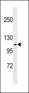 FERM, ARH/RhoGEF And Pleckstrin Domain Protein 1 antibody, LS-C159622, Lifespan Biosciences, Western Blot image 