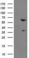 BAI1 Associated Protein 2 antibody, TA503013, Origene, Western Blot image 
