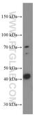 Cystathionine gamma-lyase antibody, 60234-1-Ig, Proteintech Group, Western Blot image 