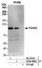 FCH Domain Only 2 antibody, A304-560A, Bethyl Labs, Immunoprecipitation image 