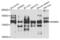 Lysine Demethylase 6A antibody, PA5-76604, Invitrogen Antibodies, Western Blot image 