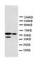 HB-GAM antibody, orb27623, Biorbyt, Western Blot image 