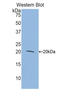 Myosin RLC antibody, LS-C295517, Lifespan Biosciences, Western Blot image 