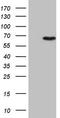 CCD36 antibody, TA808463, Origene, Western Blot image 