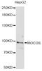 hMCS antibody, LS-C749347, Lifespan Biosciences, Western Blot image 
