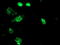 Signal Sequence Receptor Subunit 1 antibody, TA503263, Origene, Immunofluorescence image 
