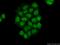 Histone Deacetylase 1 antibody, 66085-1-Ig, Proteintech Group, Immunofluorescence image 