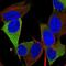 Retrotransposon Gag Like 1 antibody, NBP2-57704, Novus Biologicals, Immunofluorescence image 