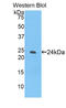SLG antibody, LS-C296408, Lifespan Biosciences, Western Blot image 