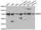 RB Binding Protein 5, Histone Lysine Methyltransferase Complex Subunit antibody, LS-C346158, Lifespan Biosciences, Western Blot image 