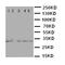 PRP antibody, orb76307, Biorbyt, Western Blot image 