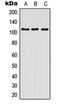 Contactin 3 antibody, orb214358, Biorbyt, Western Blot image 