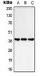 G Protein-Coupled Receptor 25 antibody, orb213999, Biorbyt, Western Blot image 