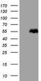 SMAD Family Member 1 antibody, LS-C791897, Lifespan Biosciences, Western Blot image 