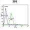 Membrane Palmitoylated Protein 6 antibody, abx034275, Abbexa, Flow Cytometry image 