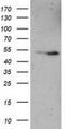 Eukaryotic Translation Termination Factor 1 antibody, NBP2-00740, Novus Biologicals, Western Blot image 