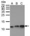 ENY2 Transcription And Export Complex 2 Subunit antibody, MA5-27843, Invitrogen Antibodies, Western Blot image 