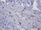 Sterol O-Acyltransferase 2 antibody, LS-C788993, Lifespan Biosciences, Immunohistochemistry frozen image 