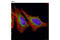 Succinate-CoA Ligase Alpha Subunit antibody, 8071S, Cell Signaling Technology, Immunocytochemistry image 