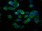 Solute carrier family 15 member 4 antibody, LS-C681344, Lifespan Biosciences, Immunofluorescence image 