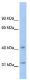 14-3-3 protein theta antibody, TA330345, Origene, Western Blot image 