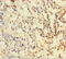 Dihydrofolate Reductase antibody, A50193-100, Epigentek, Immunohistochemistry paraffin image 