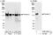 Pumilio homolog 2 antibody, A300-202A, Bethyl Labs, Immunoprecipitation image 