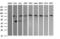 Neural Cell Adhesion Molecule 1 antibody, M00184-3, Boster Biological Technology, Western Blot image 