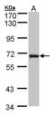 DENN Domain Containing 1B antibody, LS-C185868, Lifespan Biosciences, Western Blot image 