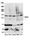 Peroxisome biogenesis factor 1 antibody, A305-387A, Bethyl Labs, Western Blot image 
