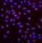 Neuraminidase antibody, GTX03696, GeneTex, Immunofluorescence image 